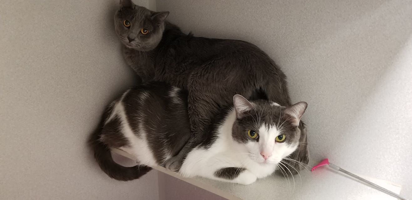 Adopt a friend: Armani and Jedi